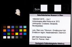 Foto (Objekt + Etikett) von Ambulocapsa altilis (Robins et al., 2013)  (NHMW-GEO-1990-0041-2479)